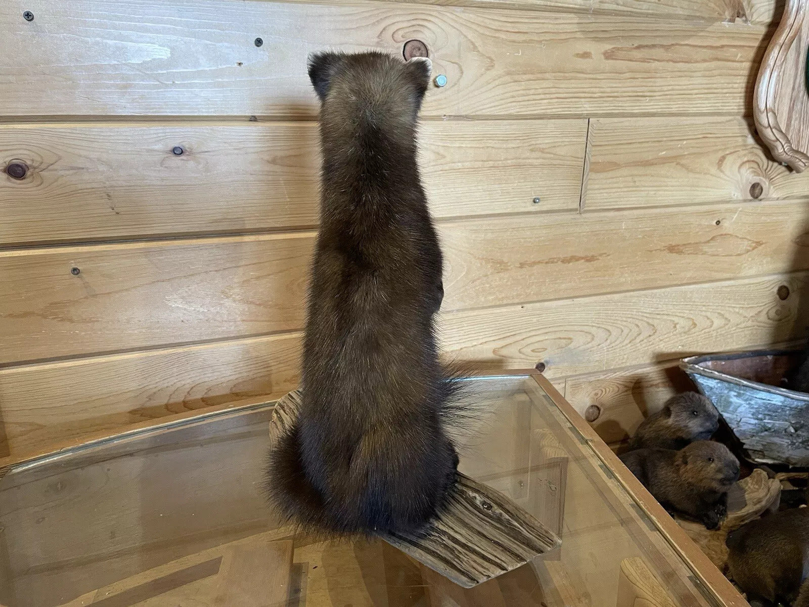 Pine Marten Alaskan Life Size Taxidermy Mount