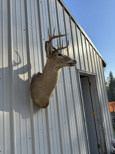 Whitetail Deer Real Antler Deer Taxidermy Mount