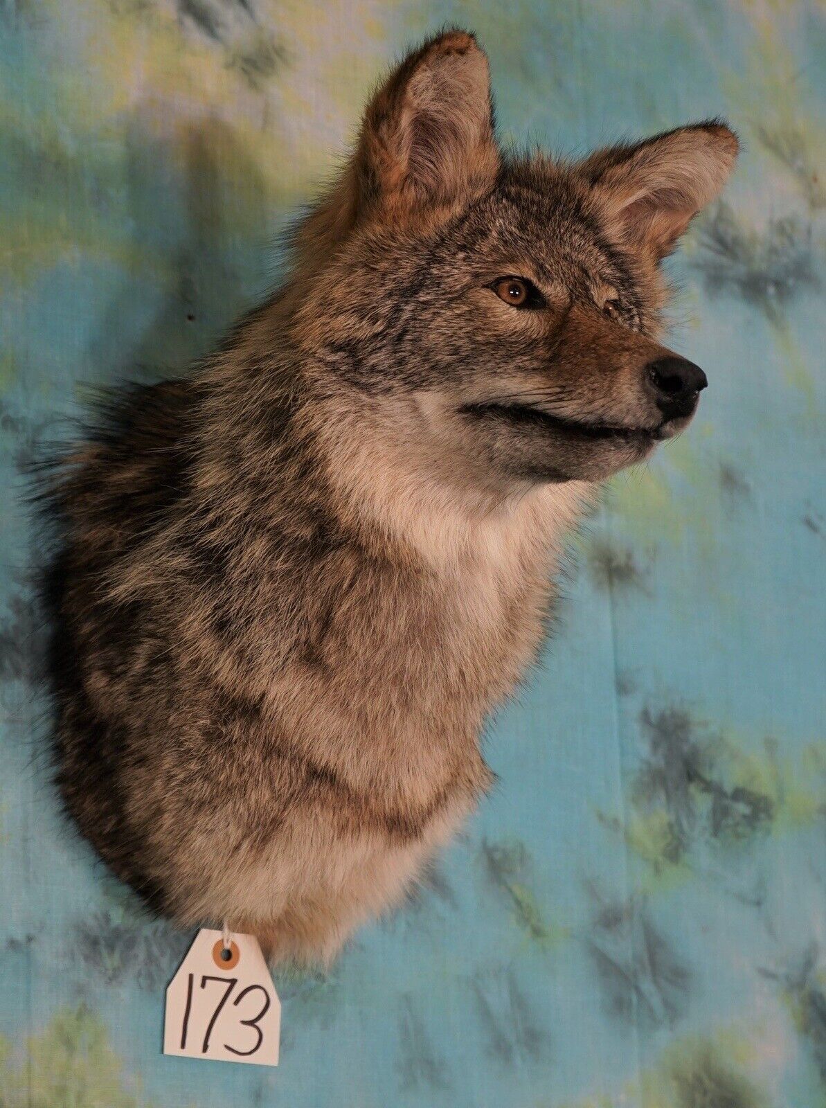 Coyote Shoulder Mount Taxidermy Man Cave Cabin Camp Den Home Office Decor NEW!