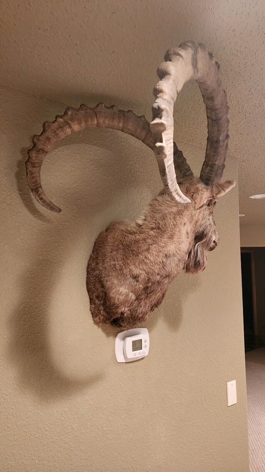 Massive Beautiful Ibis Taxidermy Mount