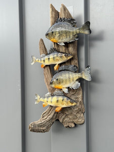 Real Skin Beautiful Sunfish Fish Taxidermy Wall Mount