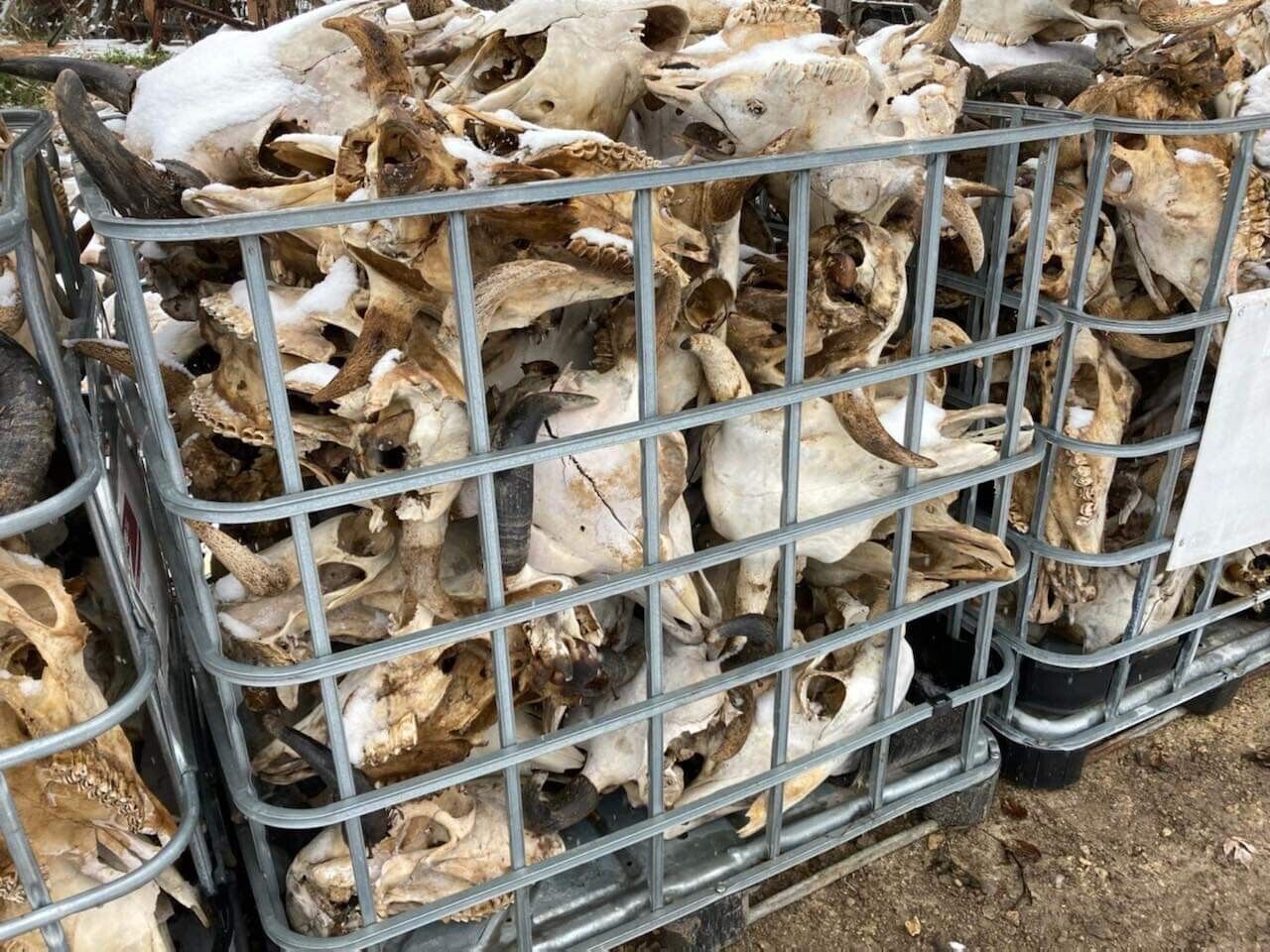 200 Buffalo Bison Head Skull Horns