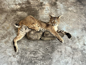 Bobcat Taxidermy Wall Mount Custom Wildlife Fur Hunting Decor Full Body New!