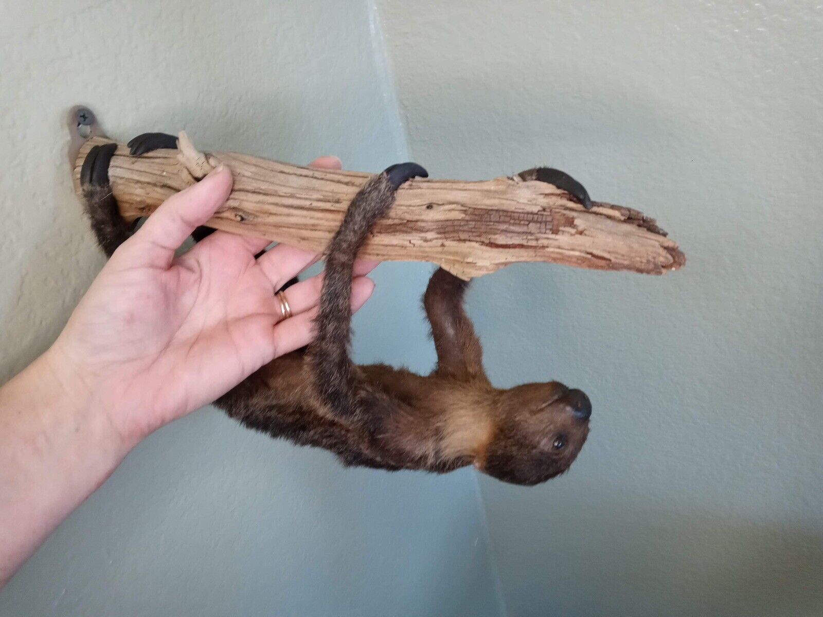 Baby Sloth Taxidermy Table Mount Full Body