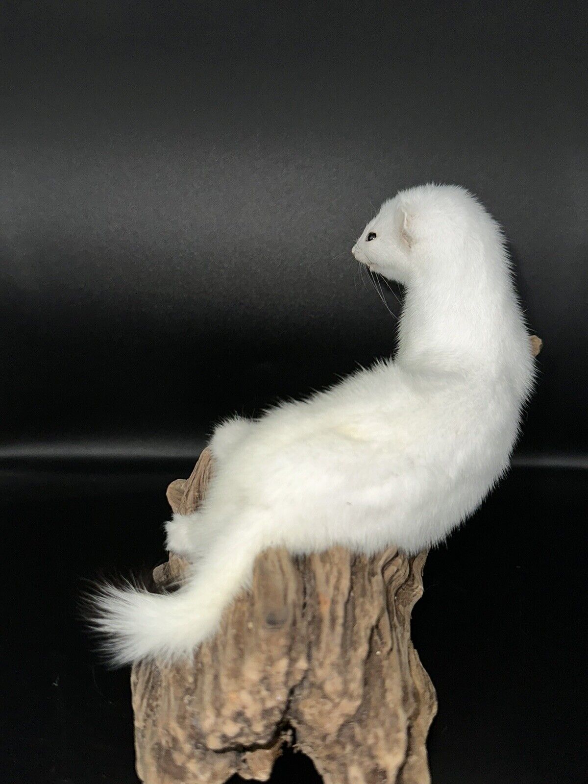 Beautiful Adorable Weasel Ermine Small Animal Taxidermy Mount Art Wildlife 20W