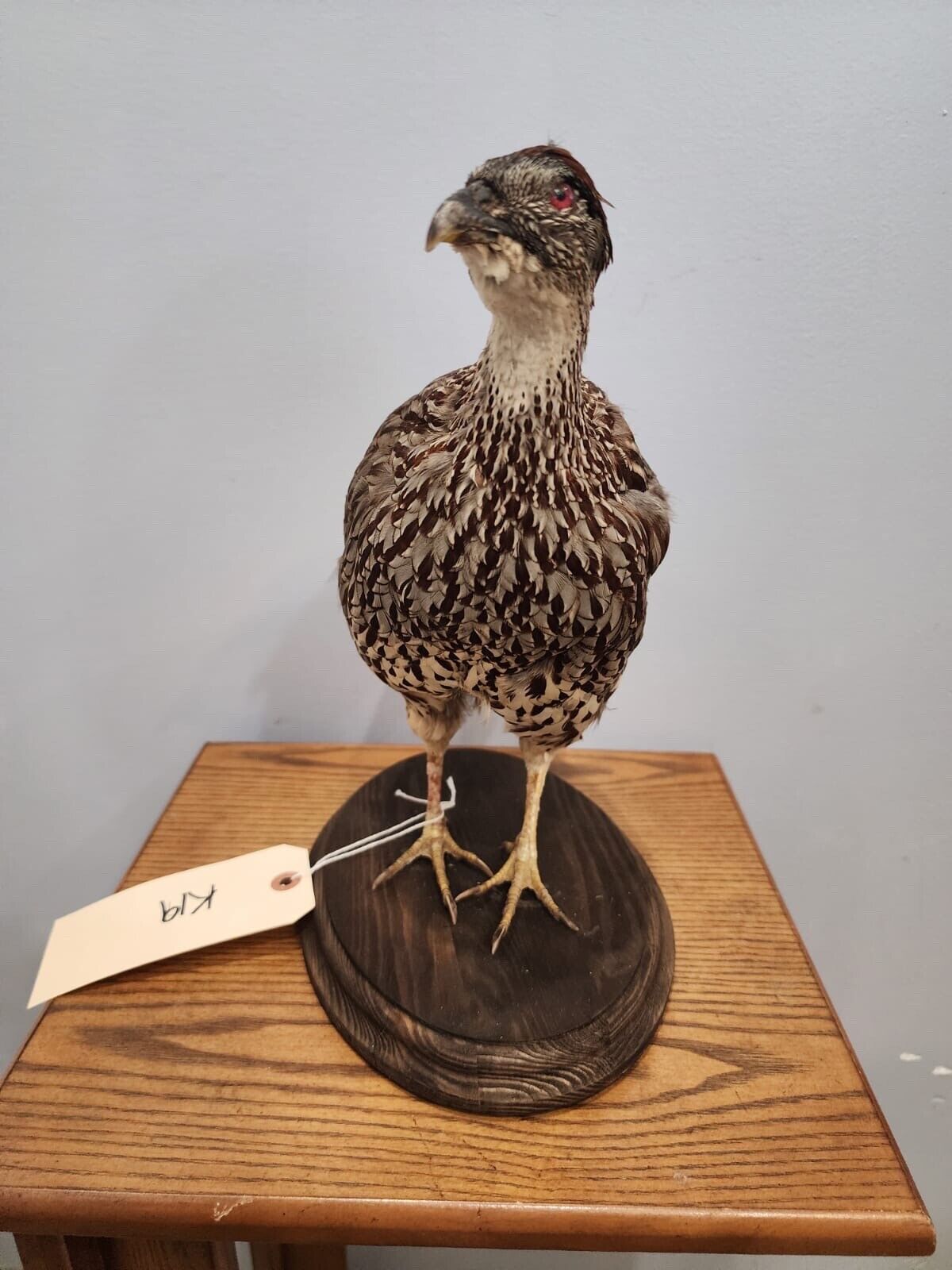 Beautiful Erckel's Francolin (Pternistis Erckelii) Bird Taxidermy Mount