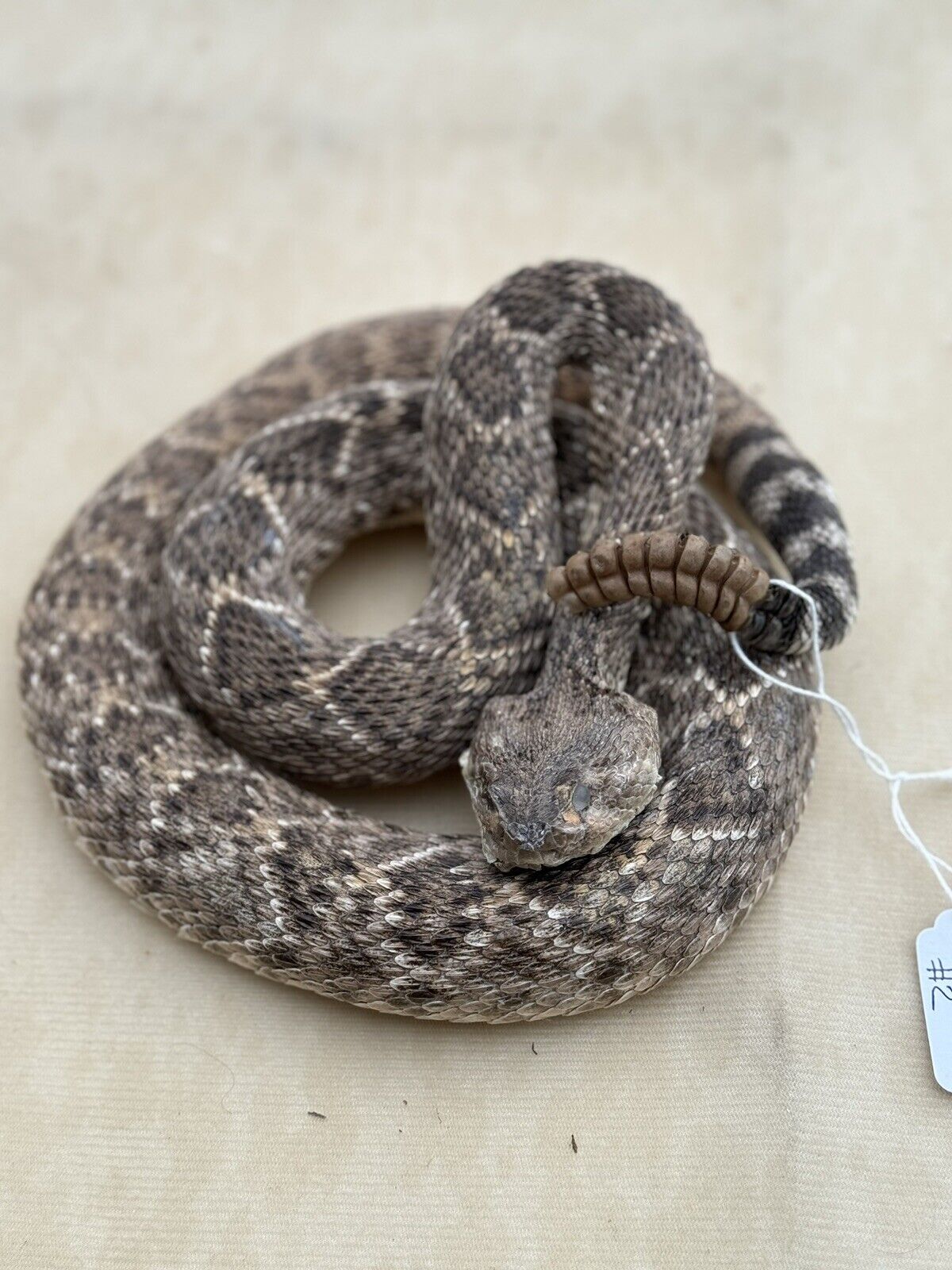 Large Real Rattle Snake Taxidermy Mount