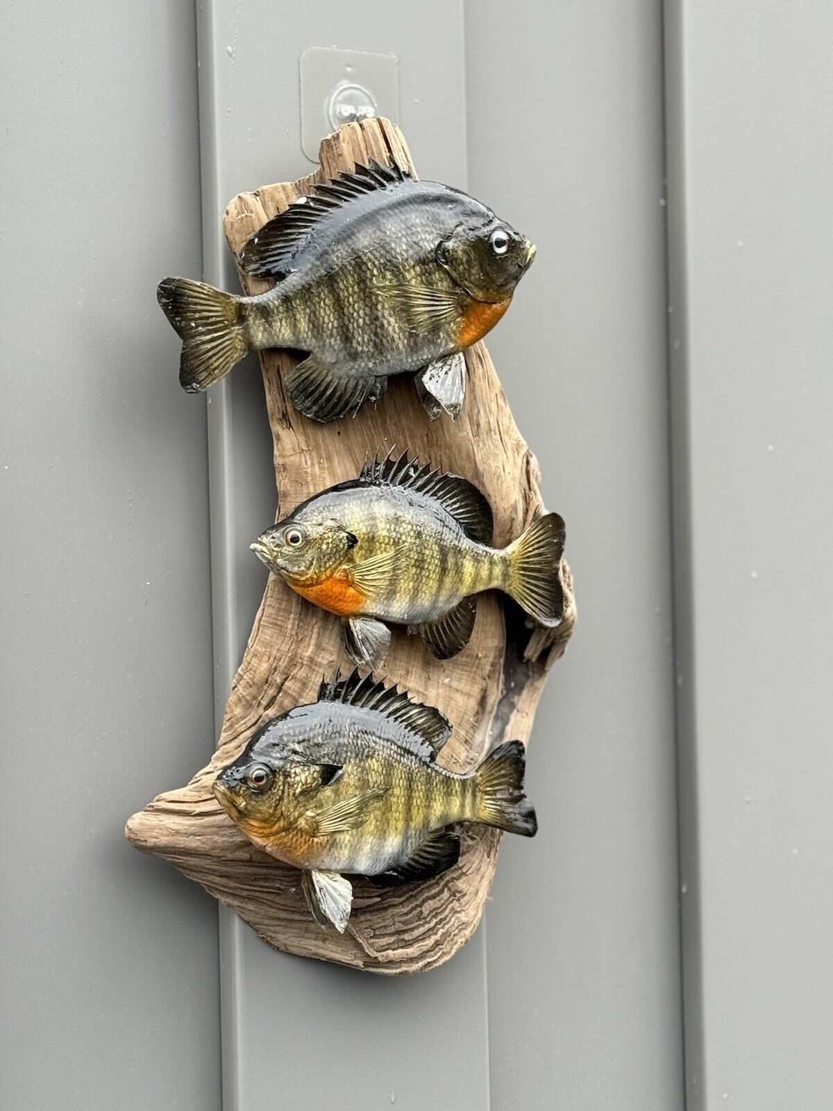 Real Skin Beautiful Sunfish Fish Taxidermy Wall Mount