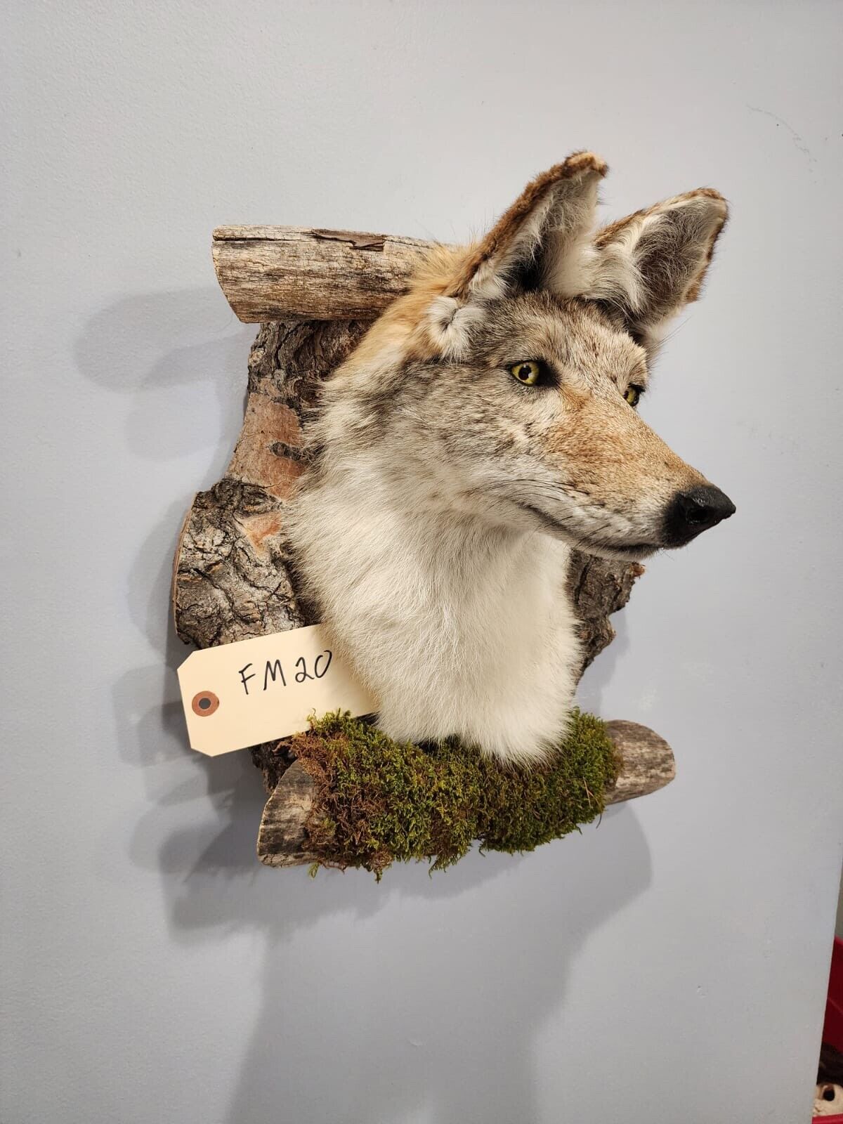 New Coyote Den Taxidermy Mount