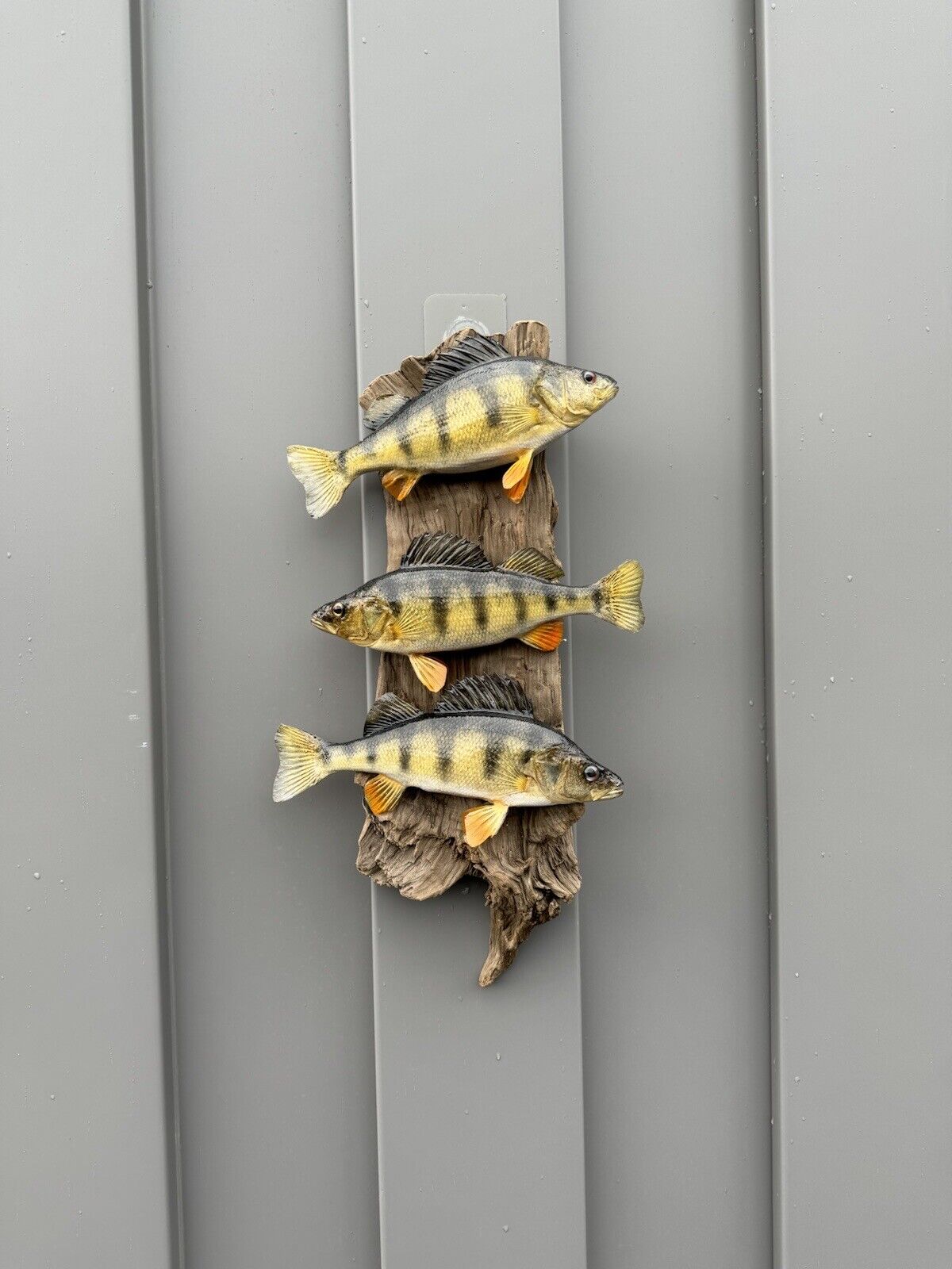 Beautiful Perch Fish Taxidermy Wall Mount Art Wildlife