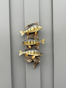 Beautiful Perch Fish Taxidermy Wall Mount Art Wildlife