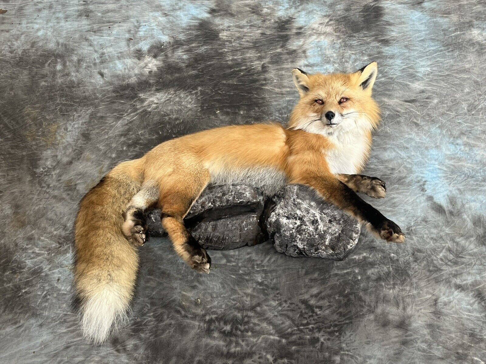 Red Fox Taxidermy Wall Mount Custom Wildlife Fur Hunting Decor Full Body New!