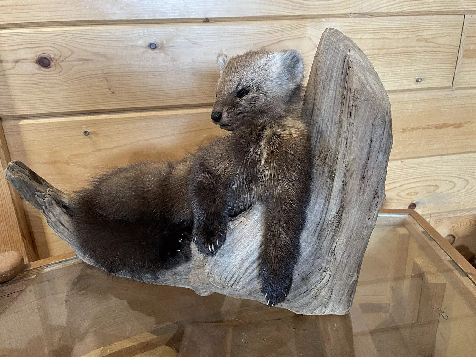 Pine Marten Alaskan Life Size Taxidermy Mount