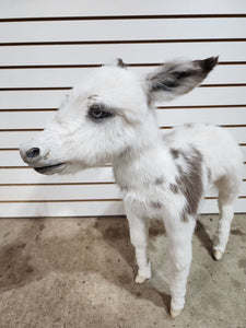 Rare Real Baby Donkey Taxidermy Soft Mount - Not Posable