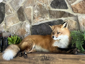 Red Fox Taxidermy Full Body Mount Cabin Camp Man Cave Home Office Den Decor NEW!