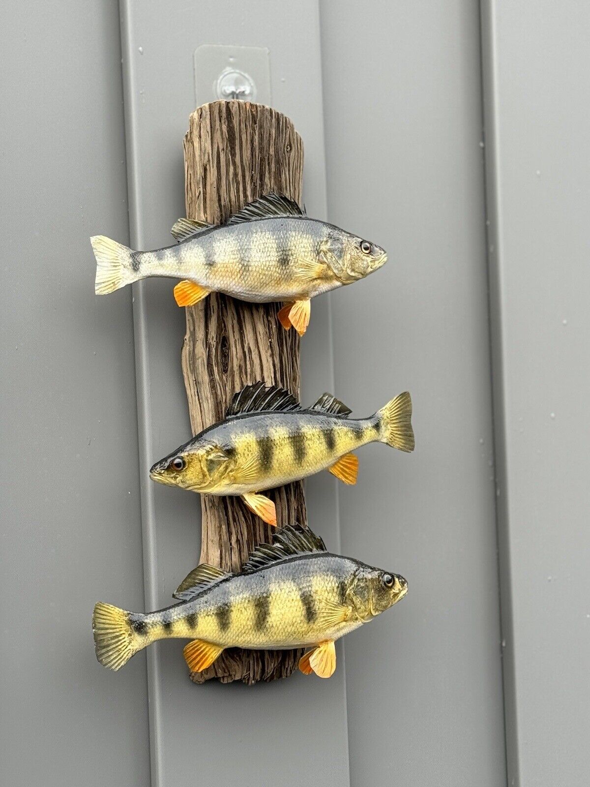 Beautiful Perch Fish Taxidermy Wall Mount Art Wildlife