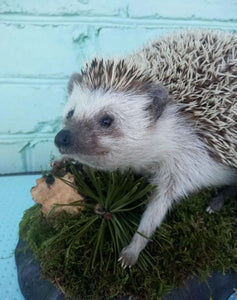 Large Hedgehog Taxidermy Mount