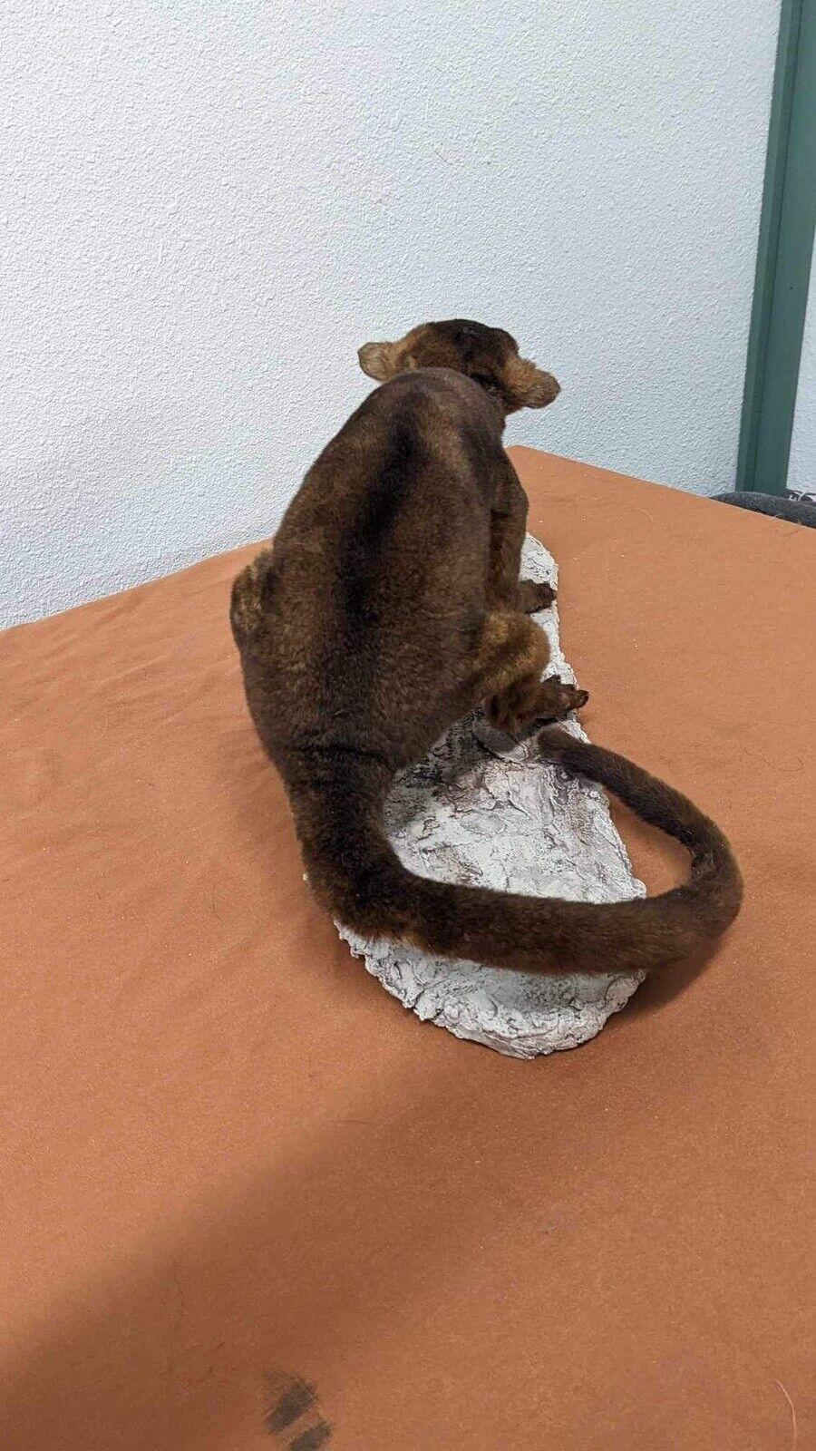 New Full Body Kinkajou Taxidermy Mount