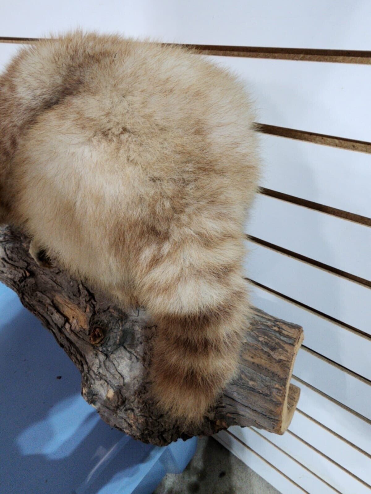 Rare Long Fur Blonde Raccoon Taxidermy Mount