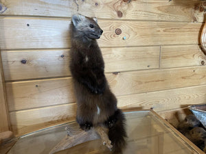 Pine Marten Alaskan Life Size Taxidermy Mount