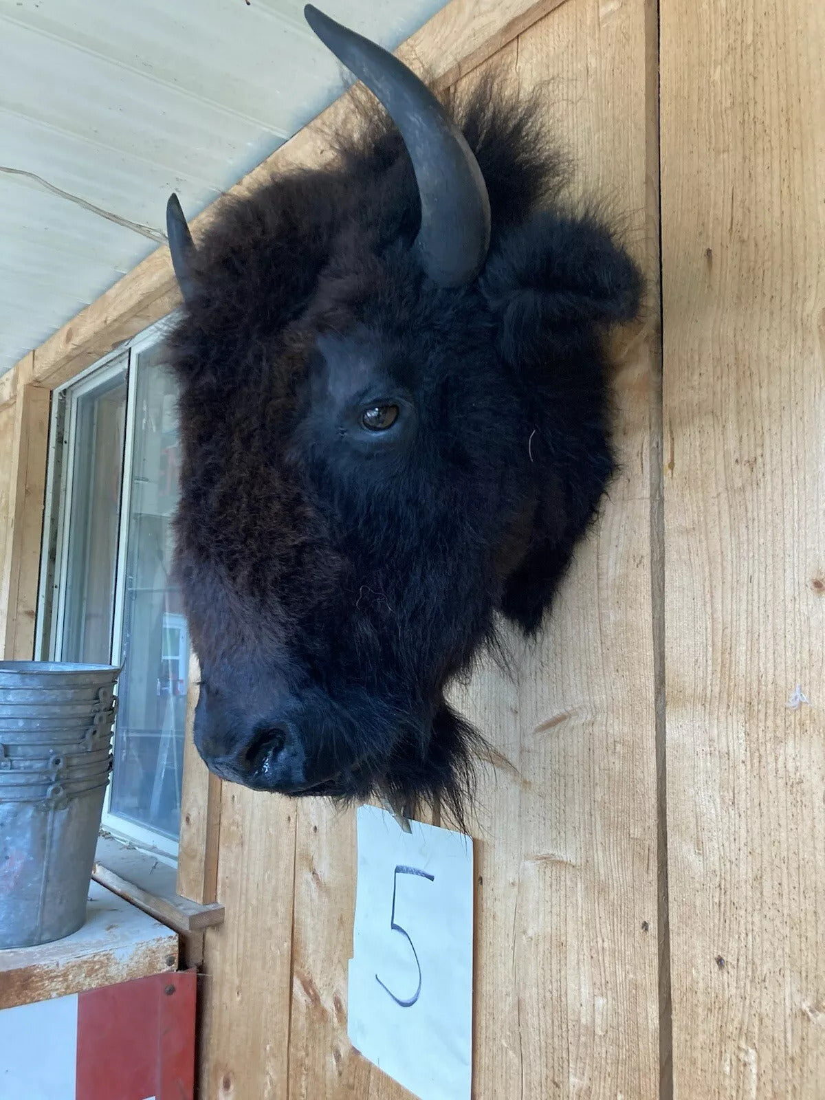 Real Buffalo / Bison Head Taxidermy Mount New Neck Mount (you Get One Pictured)