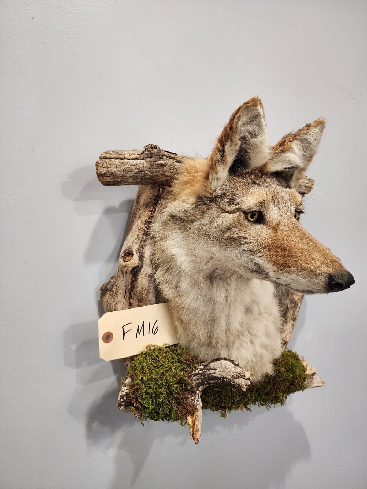 New Coyote Den Taxidermy Mount