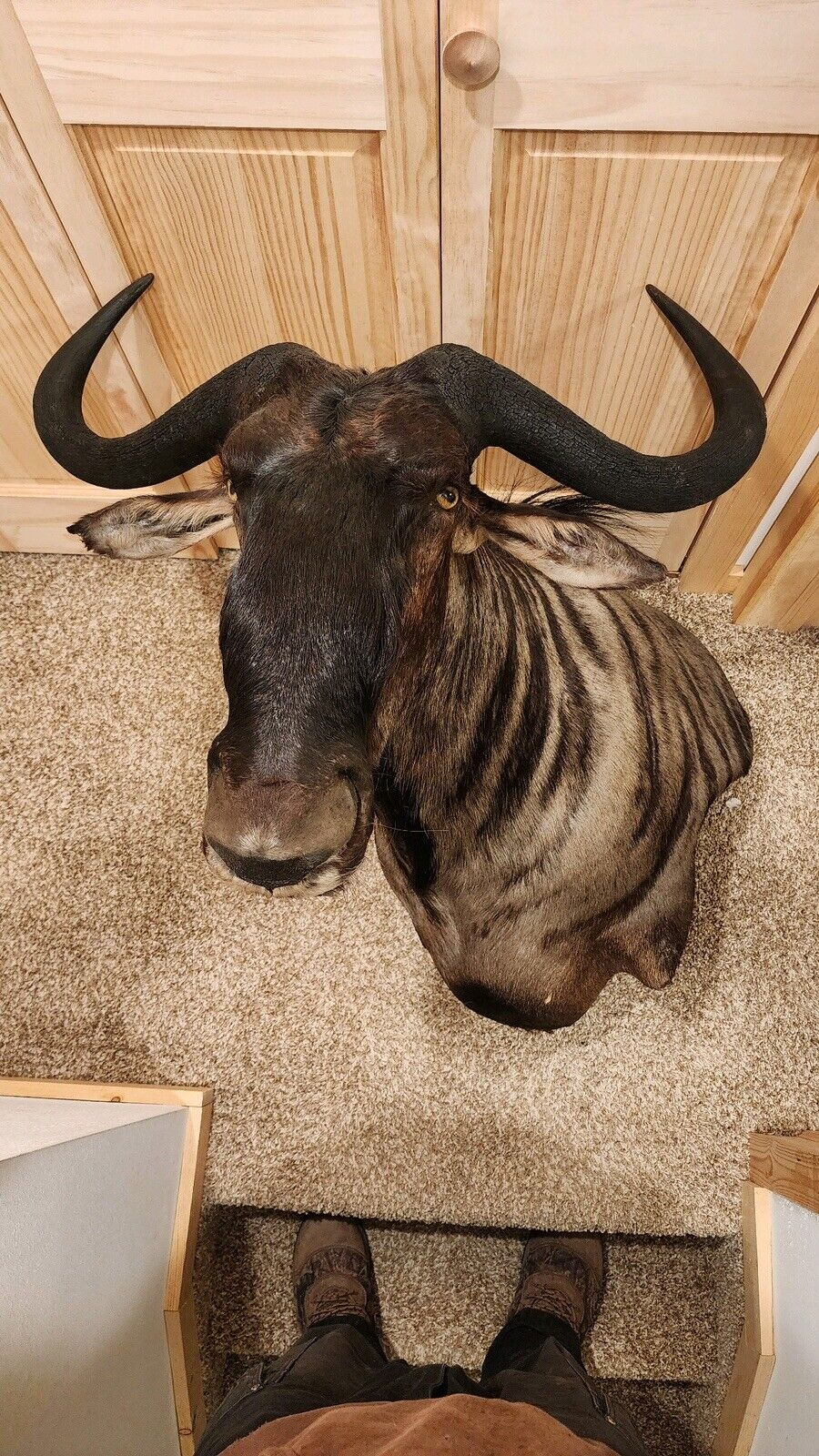 African Blue Wildebeest Wall Pedestal Taxidermy Mount