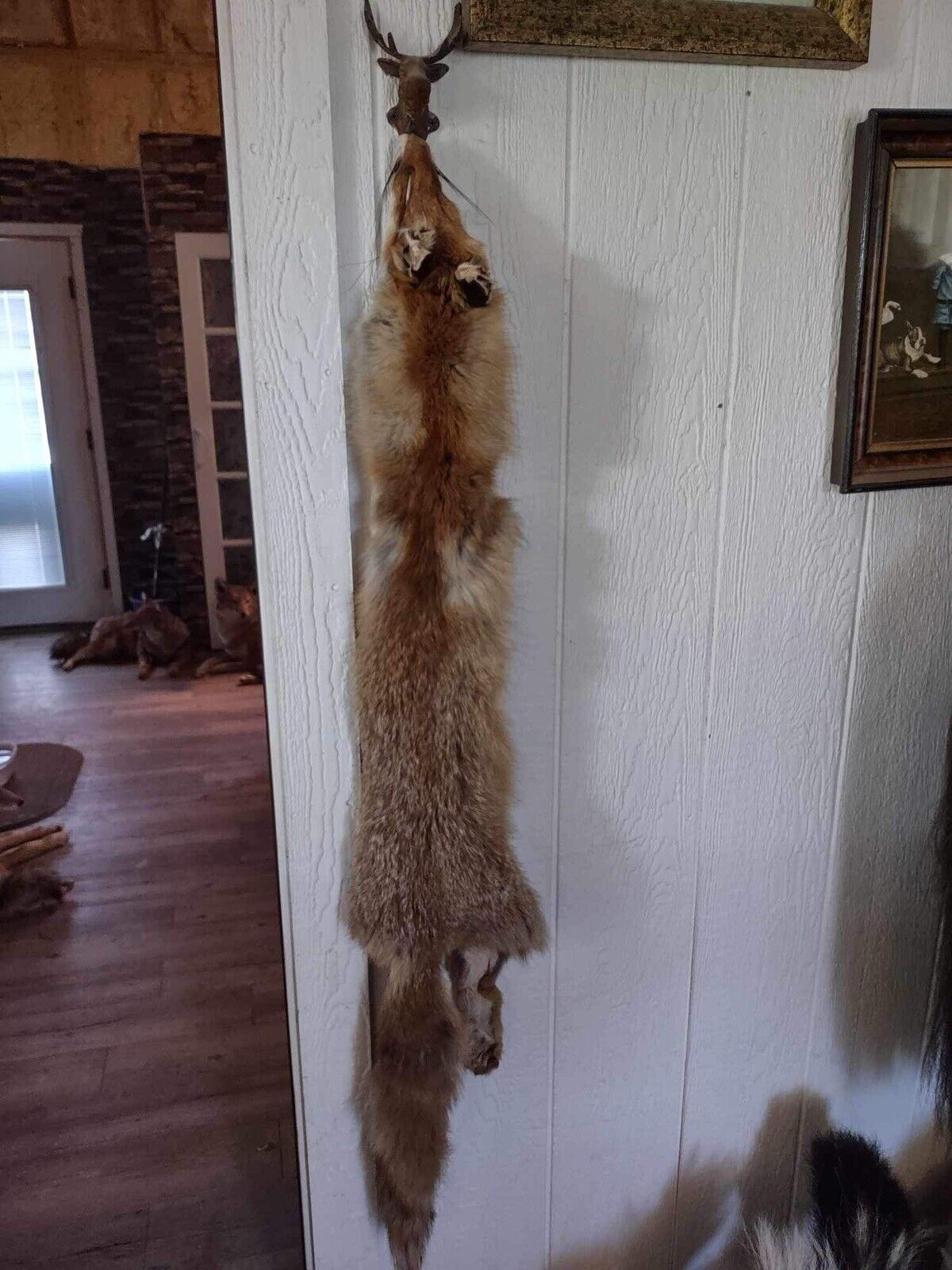 Tanned Fox - Winter Fur Taxidermy Wall Hanger