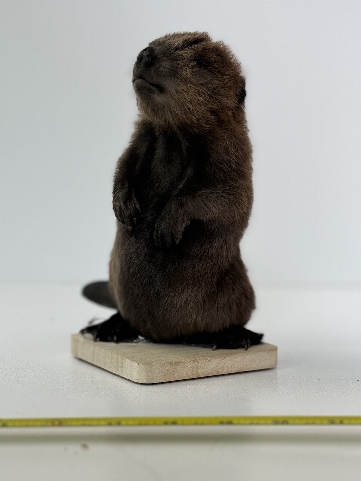 Beautiful Adorable Baby Beaver Kit Taxidermy Mount Art Wildlife #6