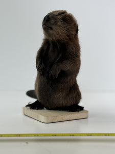 Beautiful Adorable Baby Beaver Kit Taxidermy Mount Art Wildlife #6