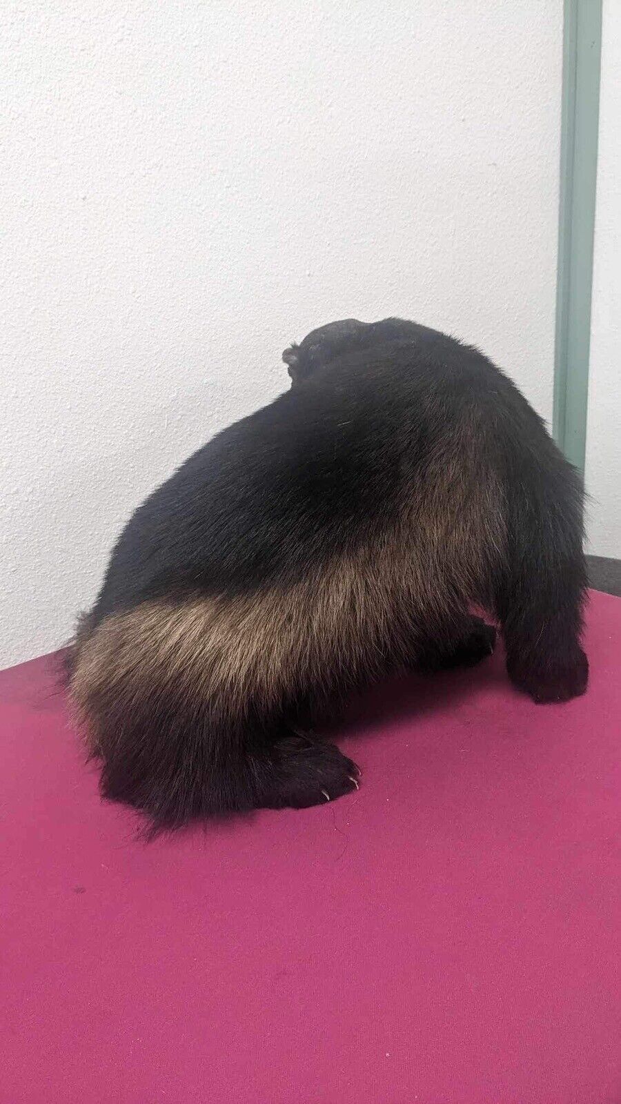 Ultra Rare Black Real Alaskan Wolverine Prime Fur Taxidermy