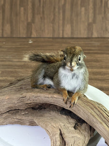 Beautiful Adorable Red Squirrel Small Animal Taxidermy Mount Art Wildlife 19S