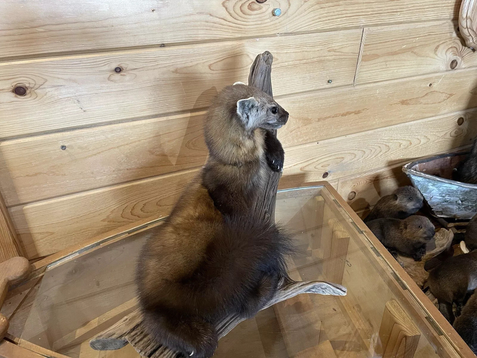 Pine Marten Alaskan Life Size Taxidermy Mount