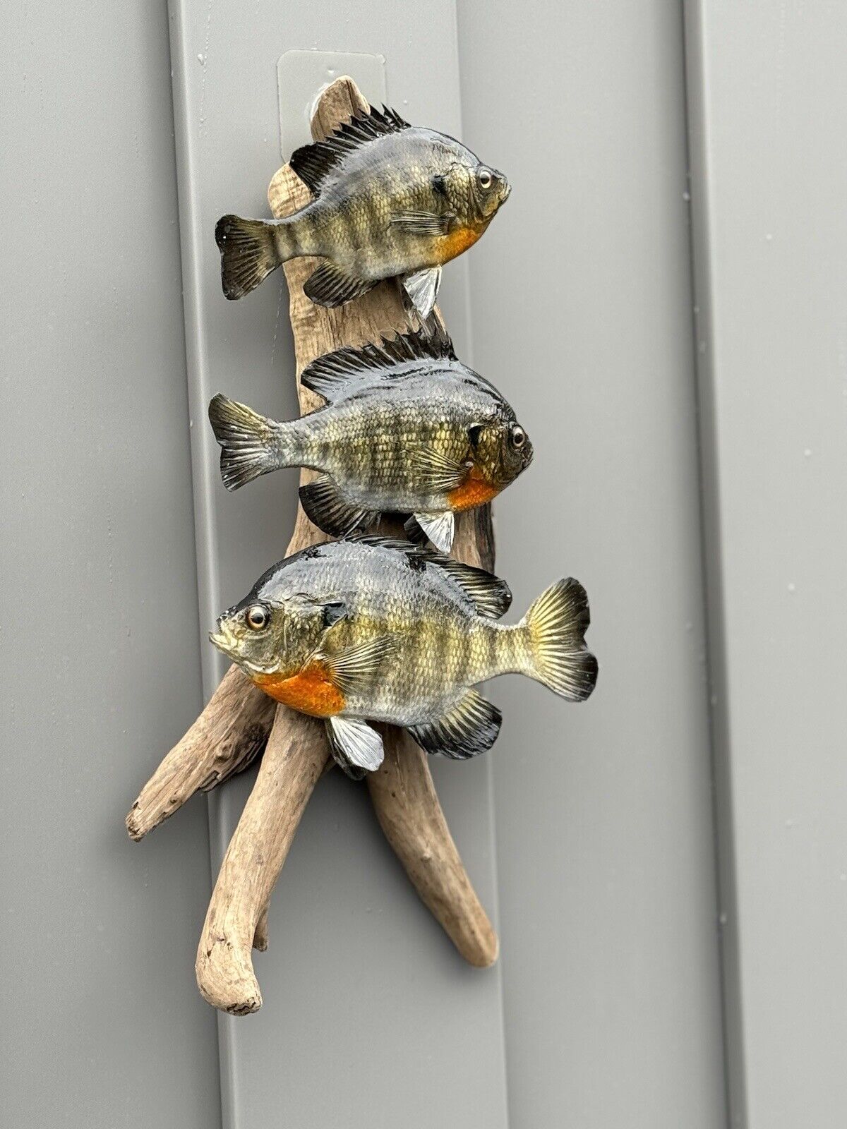 Real Skin Beautiful Sunfish Fish Taxidermy Wall Mount