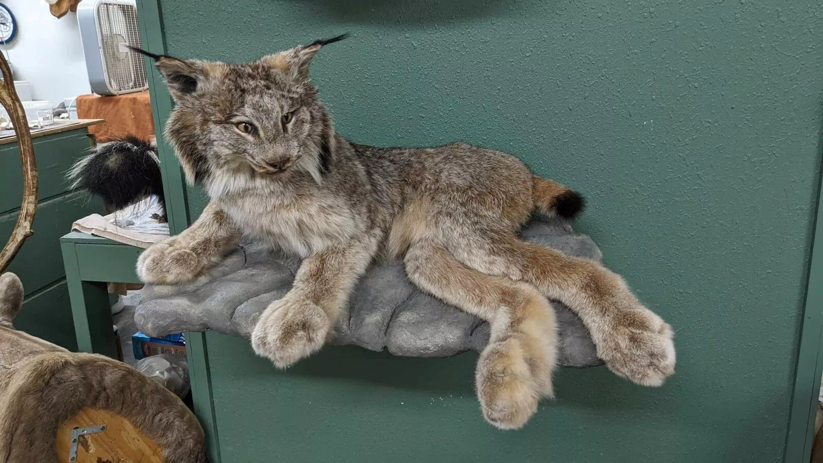 Alaskan Lynx Taxidermy Full Body Mount Prime Fur