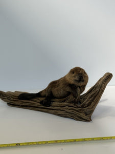 Beautiful Adorable Baby Beaver Kit Taxidermy Mount Art Wildlife #2