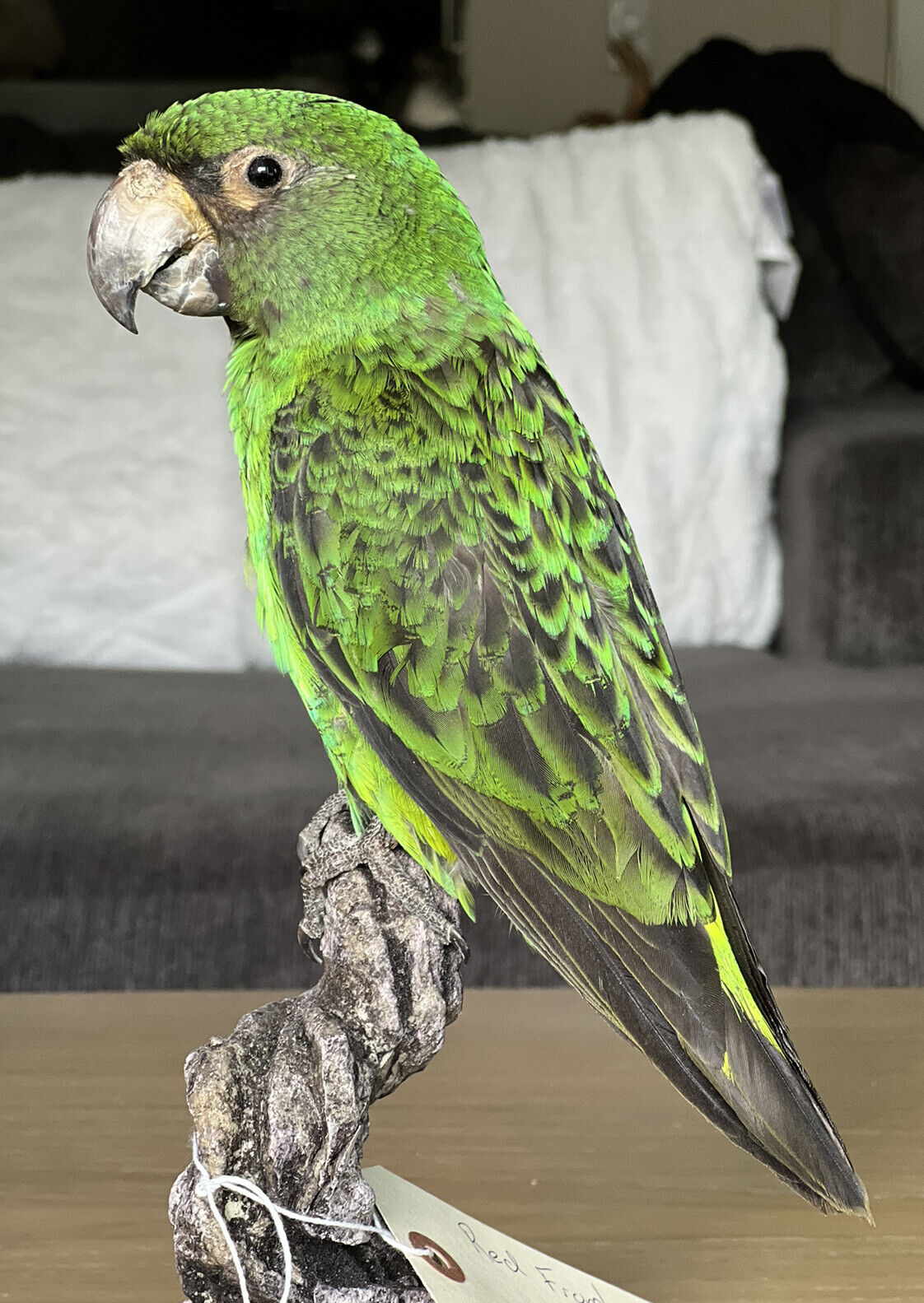 Red fronted parrot Taxidermy Mount Beautiful Colors