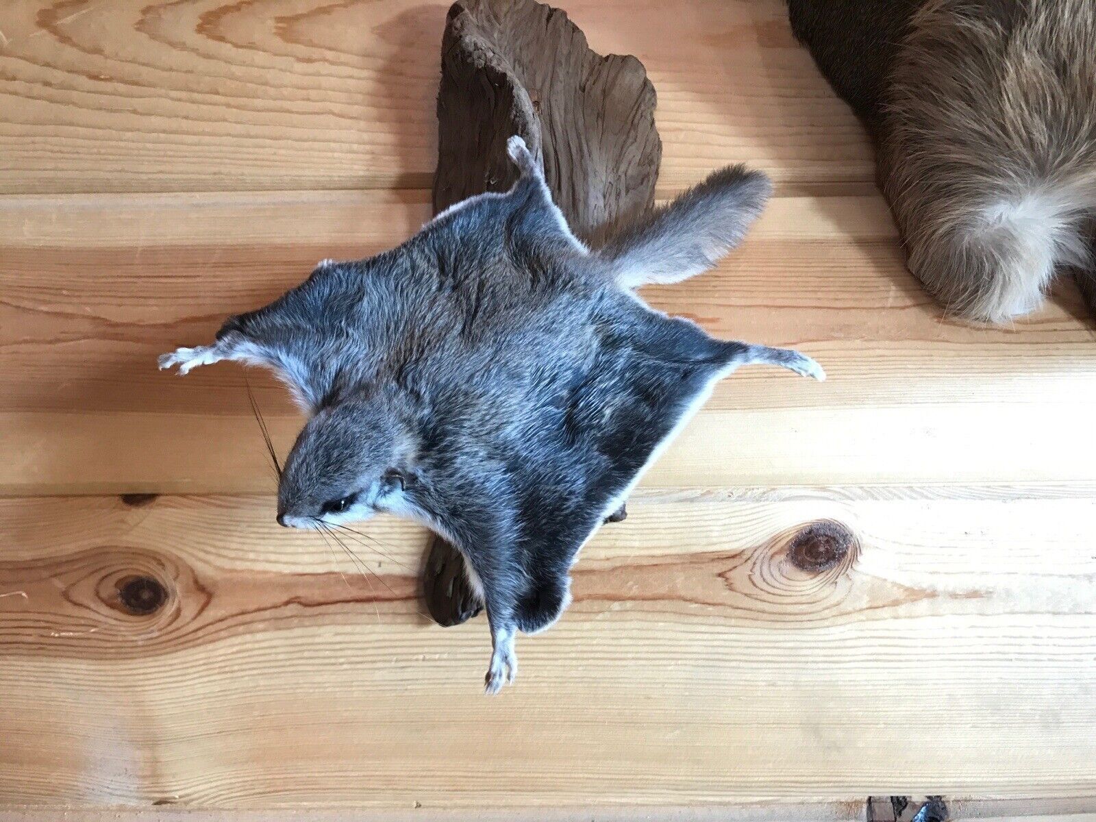 Beautiful Adorable Flying Squirrel Small Animal Taxidermy Mount Art Wildlife