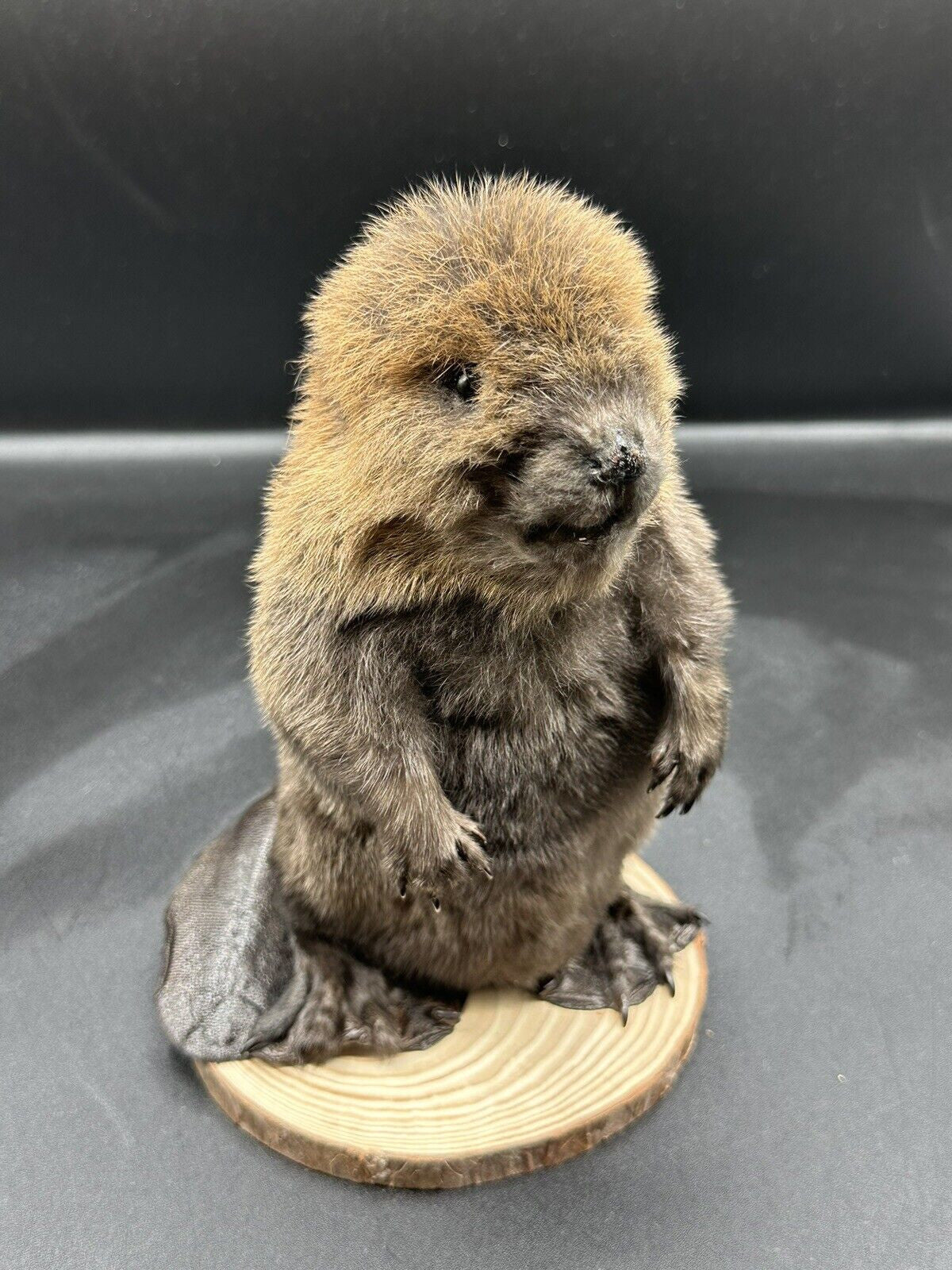 Beautiful Adorable Baby Beaver Kit Taxidermy Mount Art Wildlife 13B