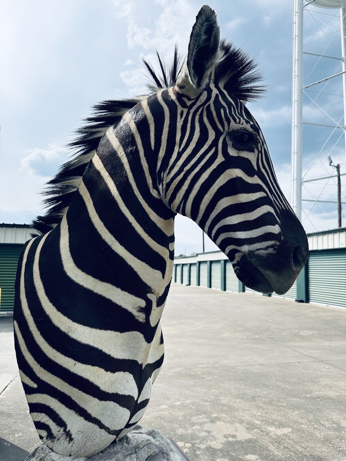 Burchells Zebra Pedestal Mount African Safari Taxidermy
