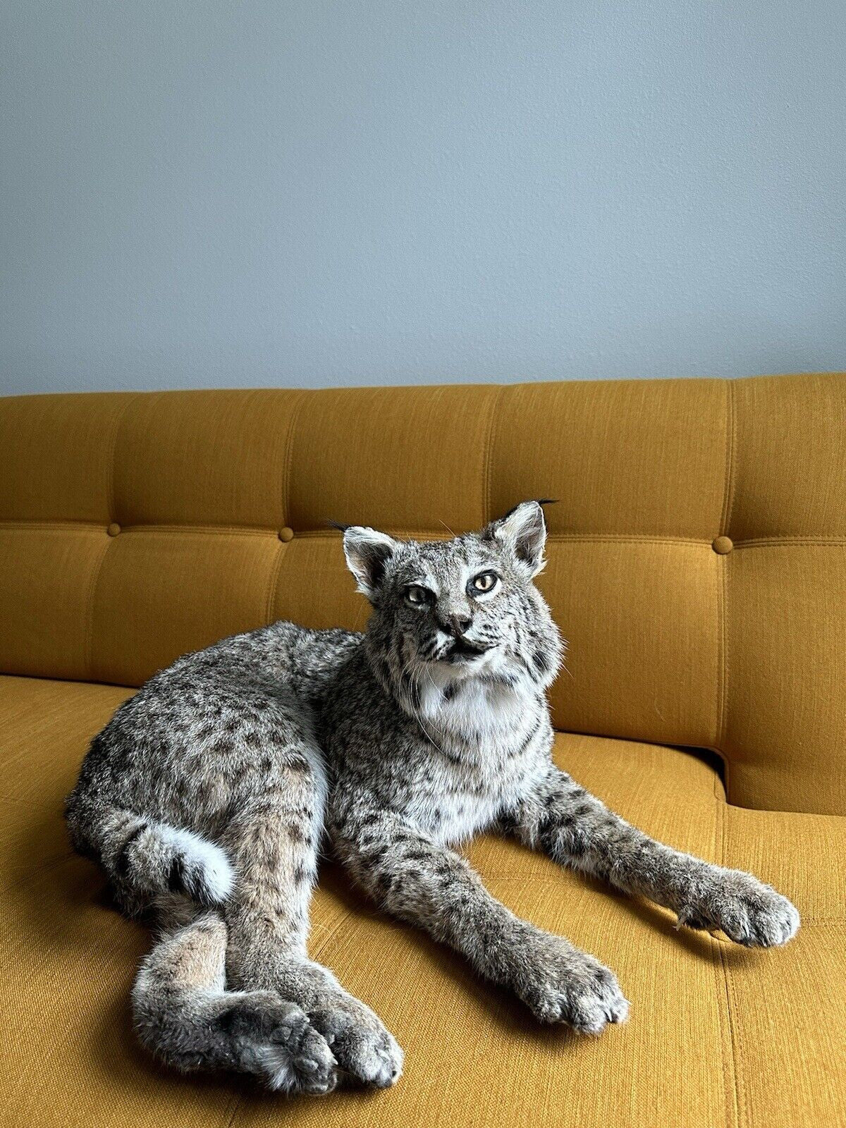 BOBCAT TAXIDERMY Full Body Mount (Lynx rufus)