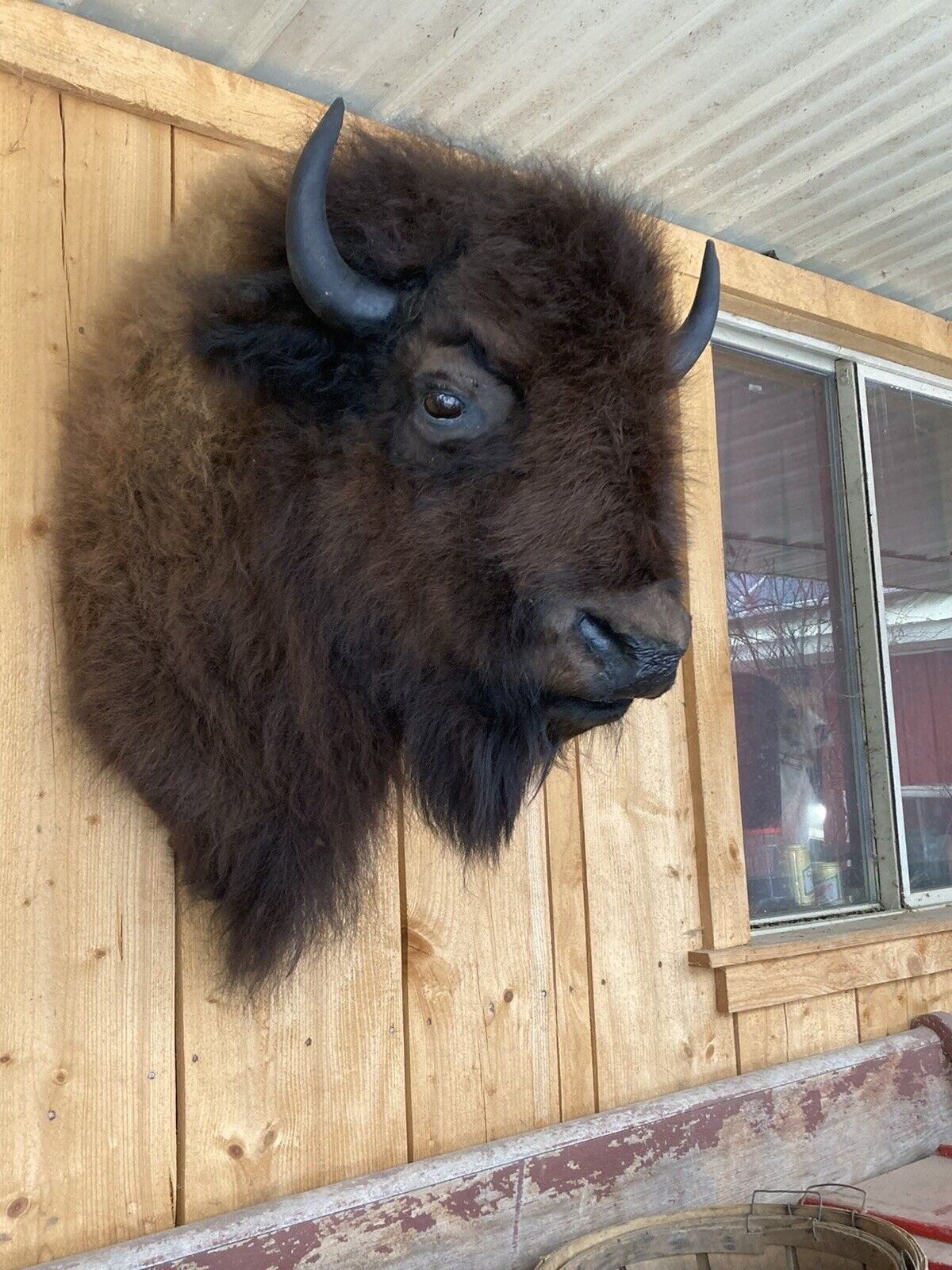 Real Buffalo / Bison Shoulder Taxidermy Mount New