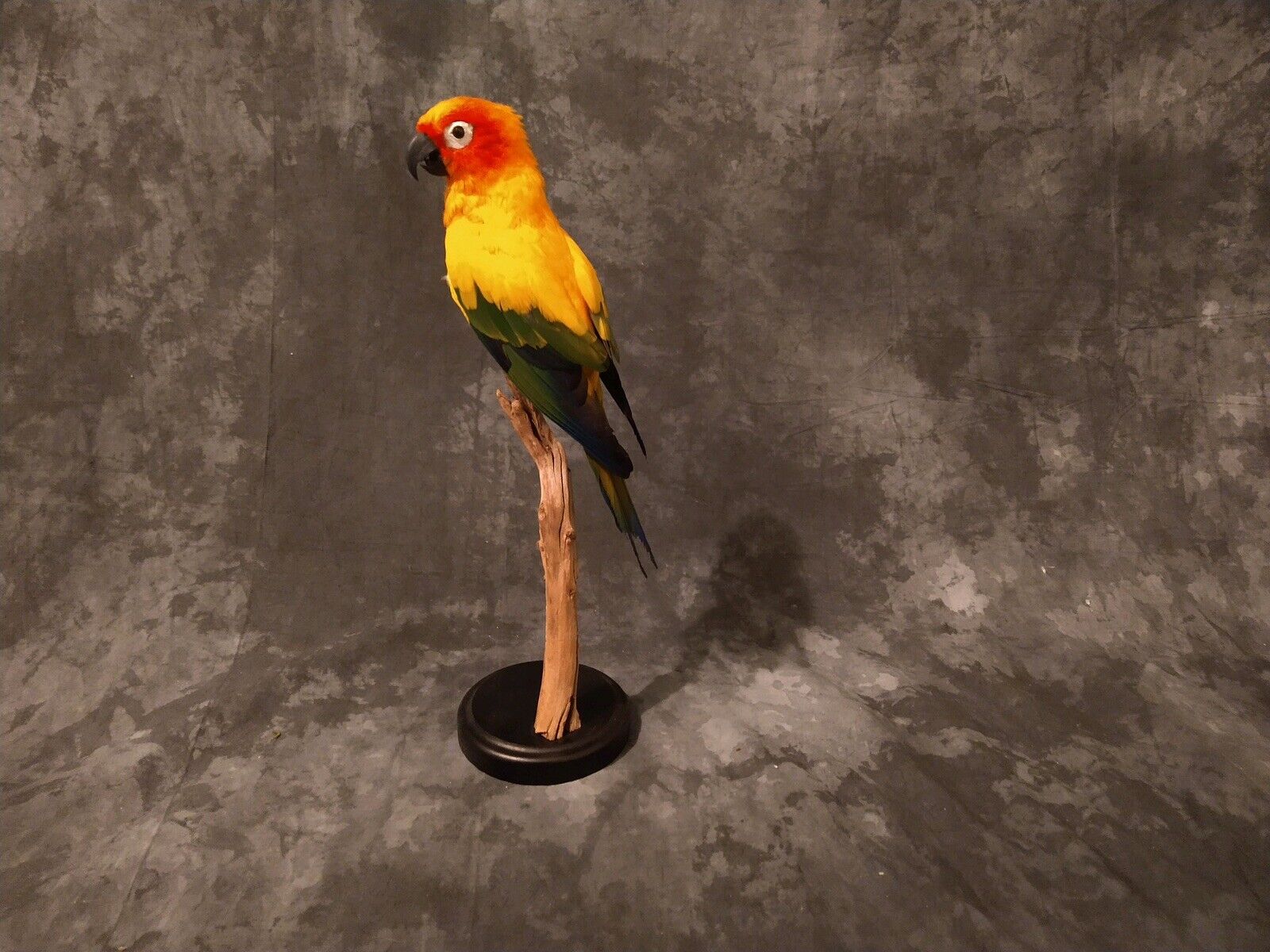 Handsome Sun Conyore Parrot taxidermy bird art