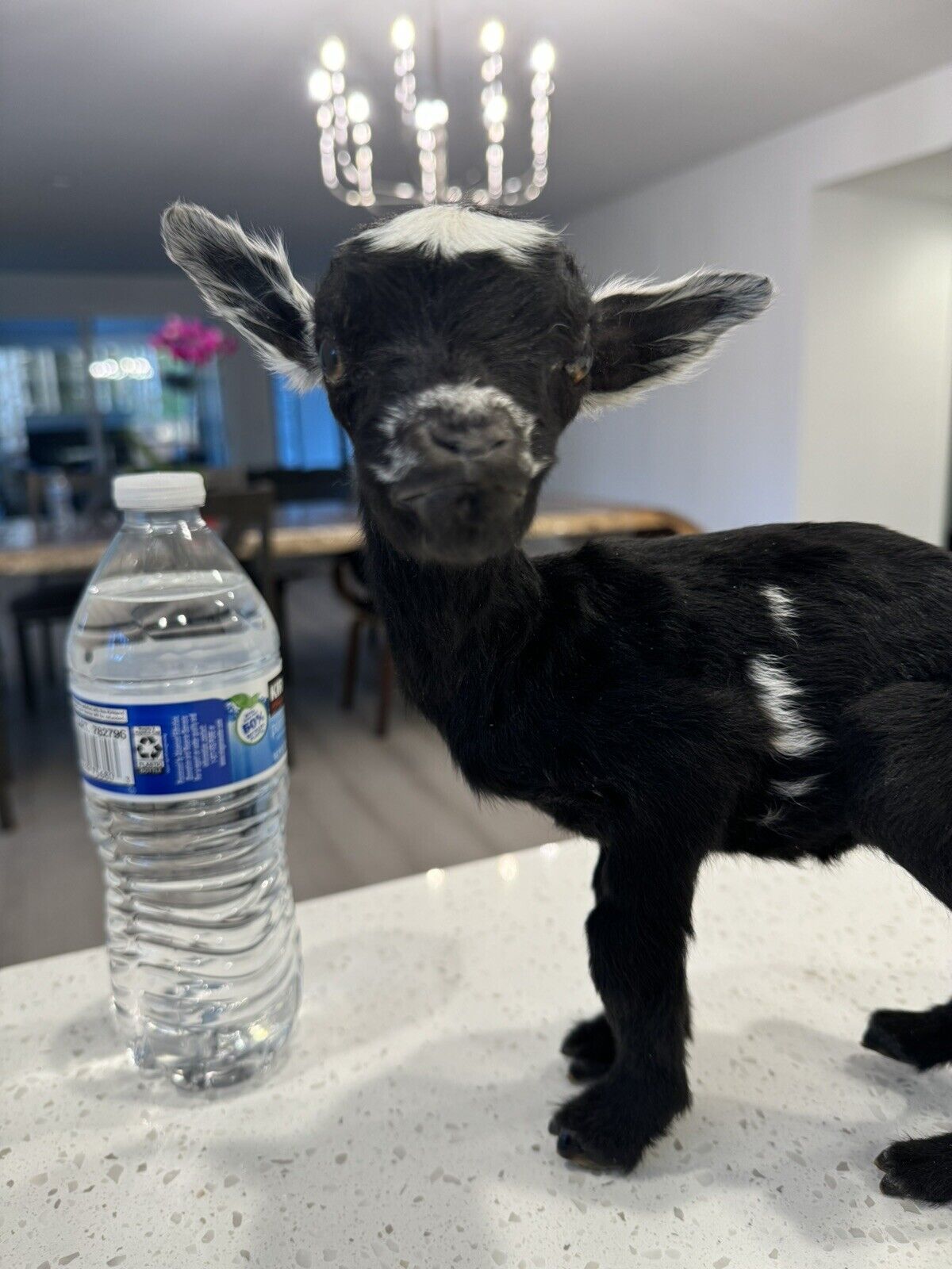 Super Tiny Baby Goat Taxidermy Mount