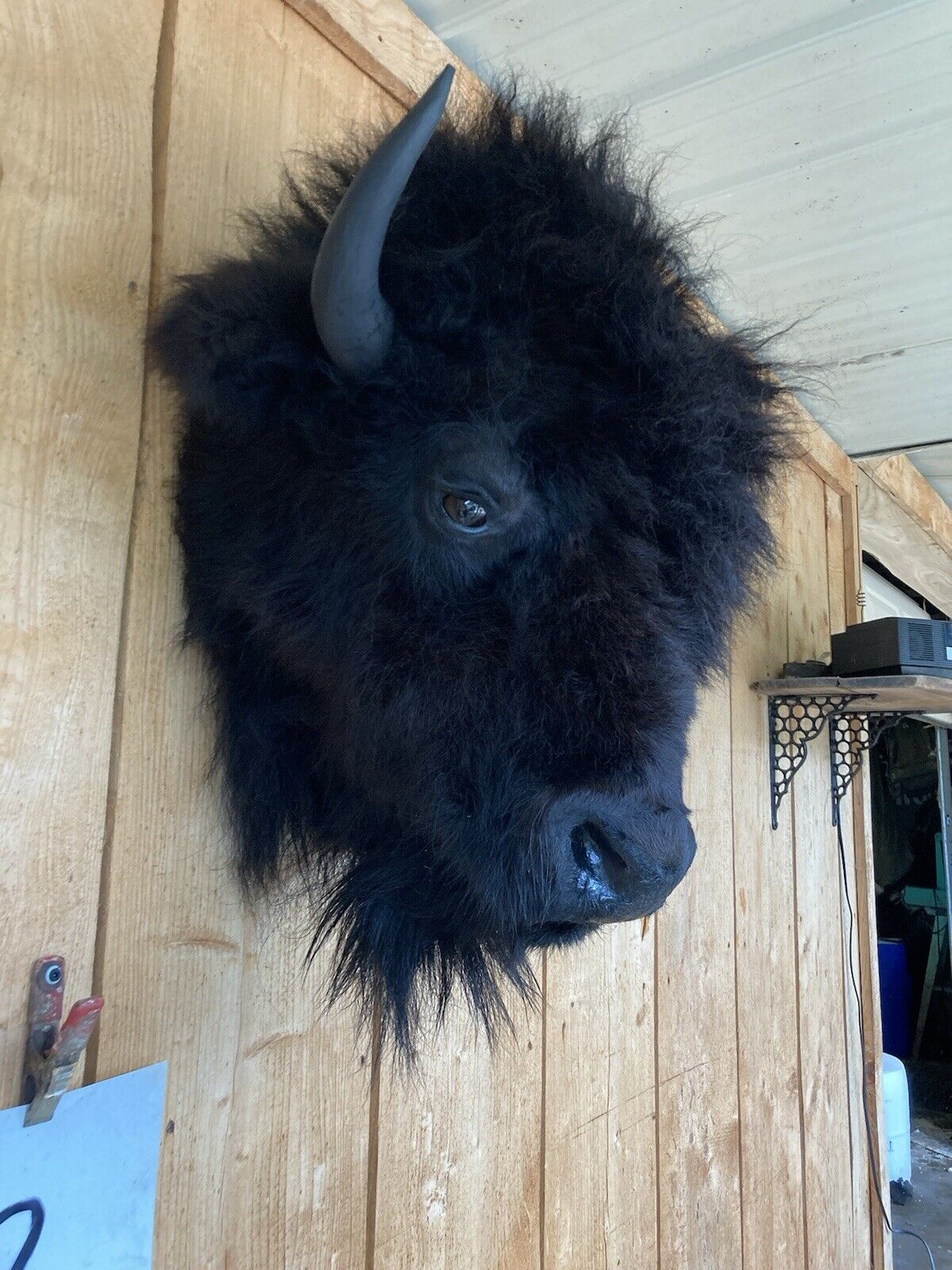 Mark Buffalo / Bison Head Taxidermy Mount New Neck Mount