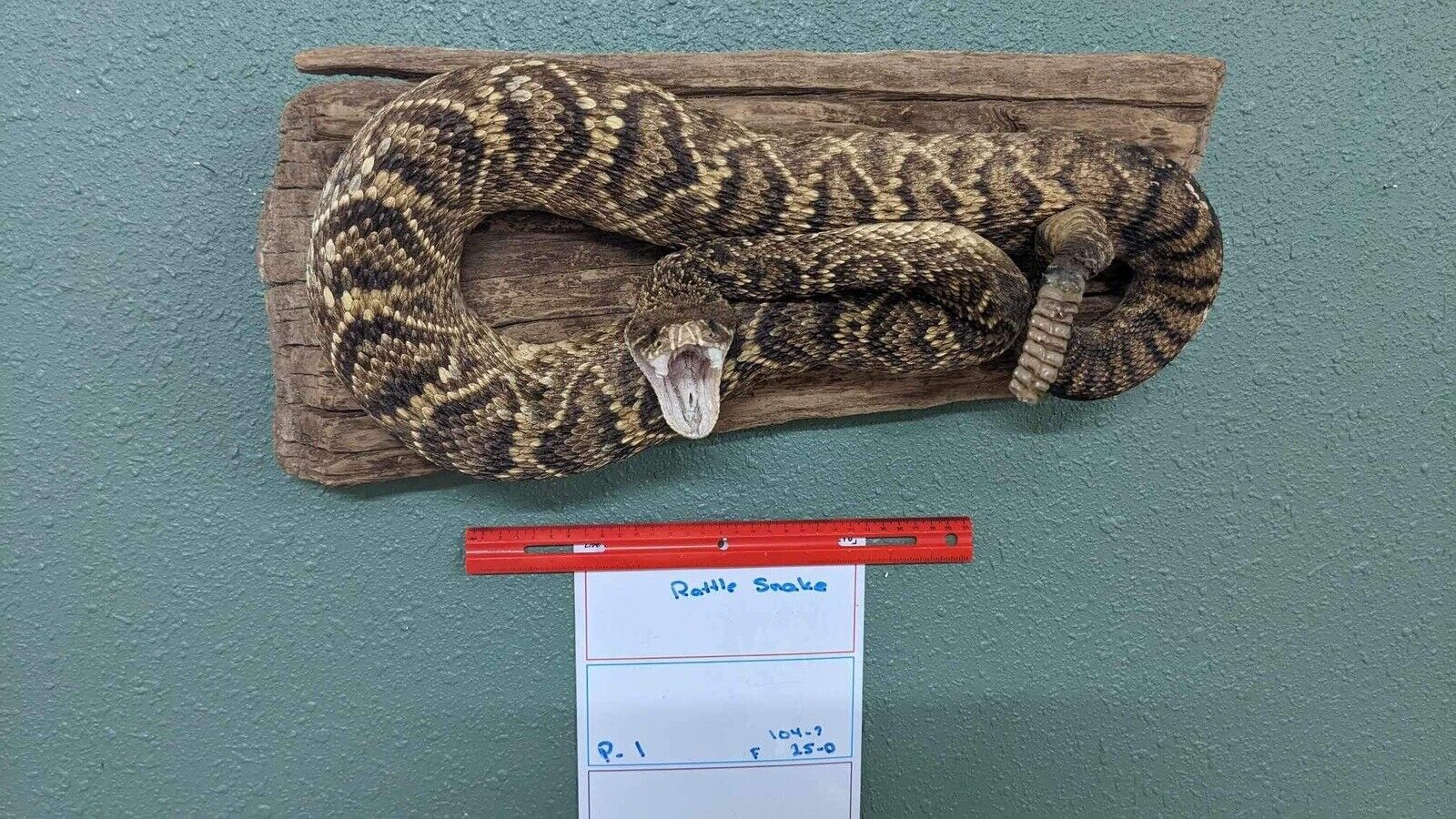 Real Massive Rattle Snake Taxidermy Mount