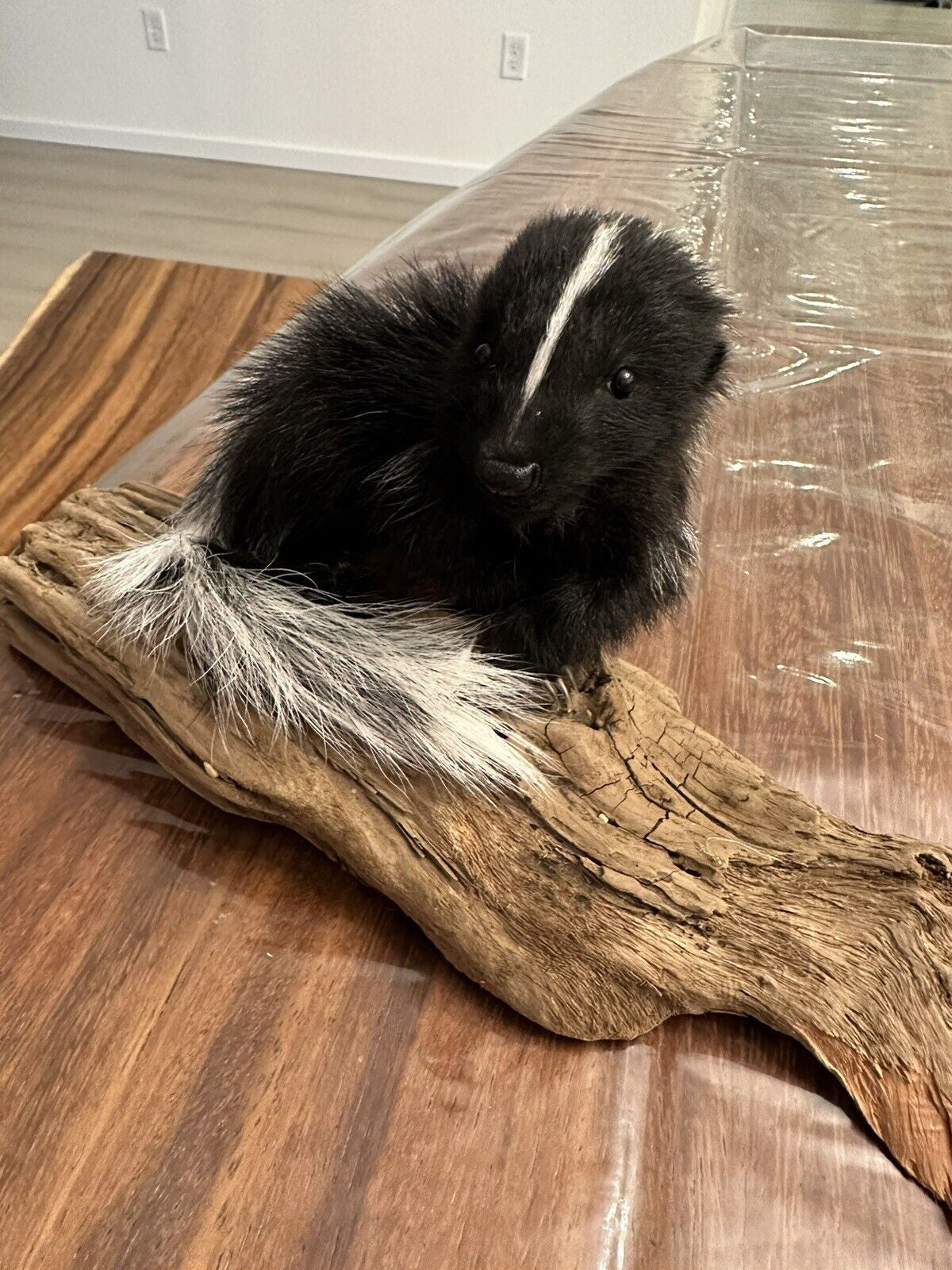 skunk baby taxidermy mount SK12