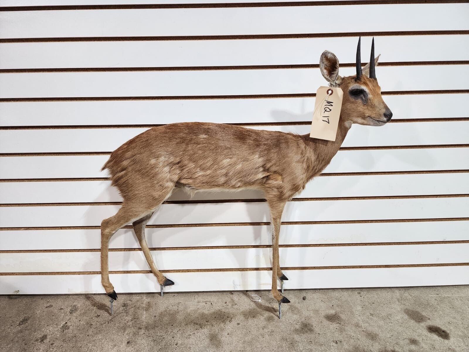 oribi, (Ourebia ourebi) Deer Fawn Taxidermy Mount