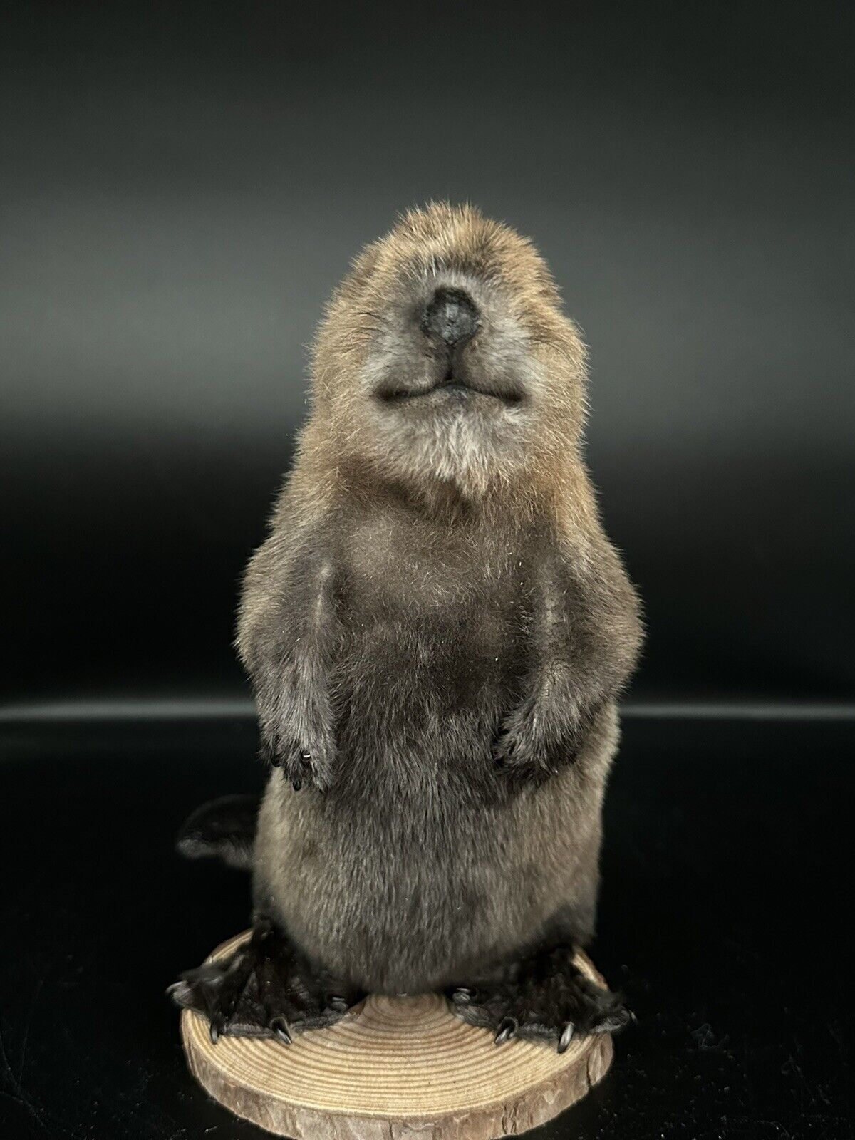 Beautiful Adorable Baby Beaver Kit Taxidermy Mount Art Wildlife 18B