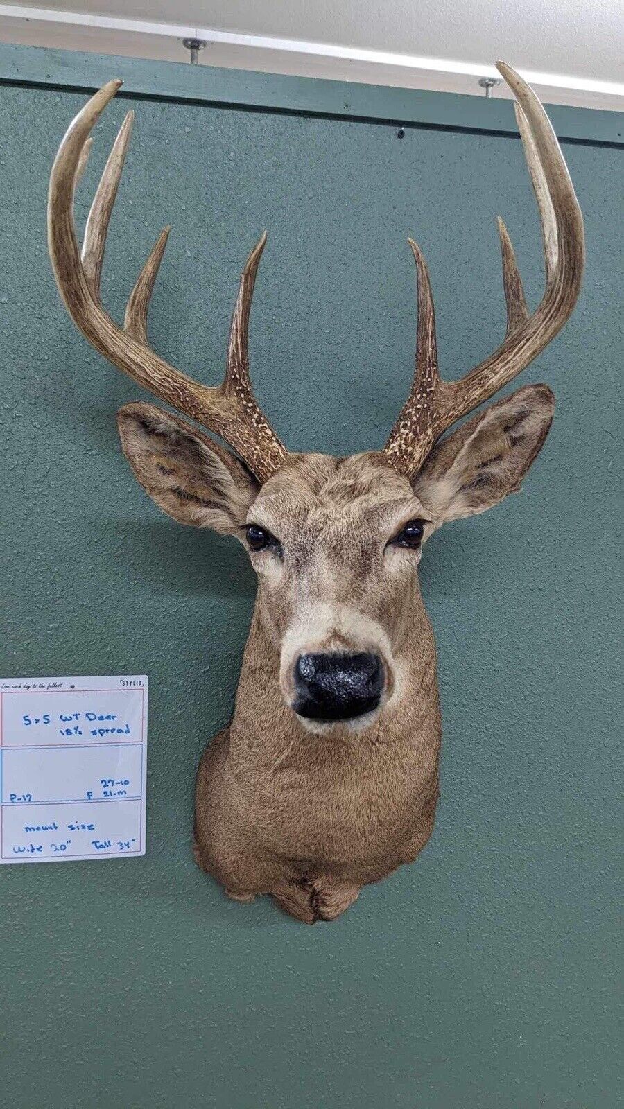 Whitetail Deer Real Antler Deer Taxidermy Mount